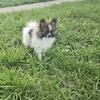Female pomeranian puppy