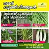 Buy Vegetable Seeds Online - Maha Agrin