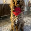 Goldendoodle stud service