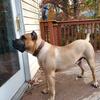 Presa canario at Stud UKC