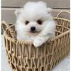 (3Month Old) Purebred Pomeranian puppies e mail us jrayliam@ gmail .com ) litters ready