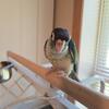 Hand fed Green Cheek Conures