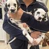 8 Week Old Dalmatian Puppies ready for forever home May 1 at 9 weeks