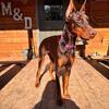 AKC Doberman Pinscher Puppies 
