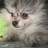 Rare Merle Pomeranian princess 8 weeks