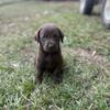 Registered Labrador Retriever Puppies for Sale 