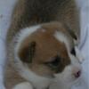 AKC Pembroke Welsh Corgi in WI