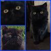Now Pending NEUTERED 7mo old EXOTIC SHORTHAIR 