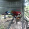 Greening macaw