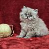 Female Himalayan Kitten - (Yellow)