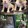 XL American Bullies Pups