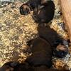 German Rottweiler Puppies For Sale