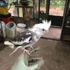 Cockatiel Handtamed Baby - $175