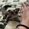 SUGAR GLIDERS 