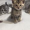 Savanah/bengal kittens