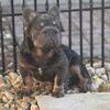 French bulldog stud