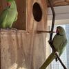 Indian Ringneck pair (Male and Female) 4 years old