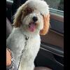 Mini golden doodles