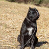 Cane Corso Puppy Black Male Scar ICCF