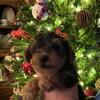 Christmas Yorkies!