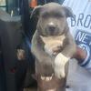 Pitbull puppies 