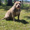 Pocket American bully pup