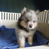 Pomeranian puppies 3 females 1 male 