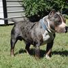 Pocket bully for sale 