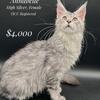 TICA registered European Maine Coon kittens 