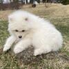 AKC Samoyed Puppies Russian and Champion Bloodlines 