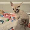 Devon rex  male