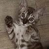 Snow Bengal kitten