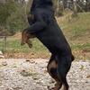 Akc Rottweiler for rehoming 