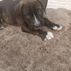 American Bully Mix 