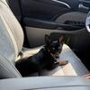 Chihuahua stud