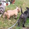 ABKC Registered American Bully females 