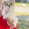 Teacup female parti Pomeranian puppy Houston Texas 