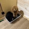 AKC Apricot Miniature Poodle Male
