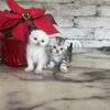 Scottish Fold Kittens