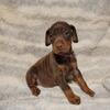 Akc registered  European doberman puppies