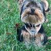 Nice Yorkie male for stud