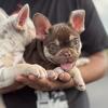 Akc frenchie pup