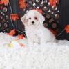 Ariel ACA Toy Poodle