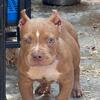 Pocket American bully