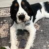 Tri color Male English Springer Spaniel AKC