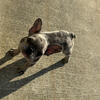 Female French Bull Dog