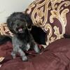 ShihPoo for Rehoming