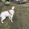 Brittany spaniel puppies for sale