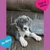 $1800.00 AKC Great Dane Puppies Born 11/21/23