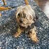 Yorkie Adult Female